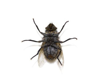 deratyzacja d